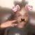 Toni Chanell's profile image