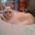 Kimberly Philips Goering's profile image