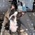 Nichole Dittmann's profile image