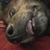 Shondiin Redsteer's profile image