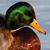Warren Douglas's profile image