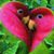 Legese Anges's profile image