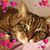 Rose Lee Lynch's profile image