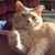 Pat Belleville's profile image