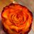 Carolina Goodman's profile image
