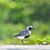 Bing Sancho Junio's profile image