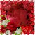Sherrie Jefferson's profile image