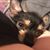 Allison Belanger's profile image