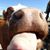 Lauri Lear Helms's profile image
