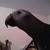 Debbie Irvine's profile image