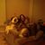 Melissa Lebowitz Salk's profile image