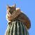 Gary Smart's profile image