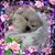 Elizabeth Cella's profile image