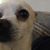 Sandy Michelle Koch's profile image