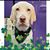 Conny Heyman-Pulver's profile image