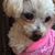 Michele Baillies's profile image