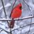 Linda Grentzinger's profile image