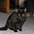 Laura Percy's profile image