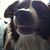 Curtis Vout's profile image