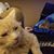 Nicole Kosko Badger's profile image