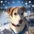 Kathy Schmutte Nichols's profile image