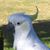 Alan Collins's profile image
