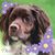 Roger Anderson's profile image