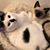 Charlene Trepp Montour's profile image