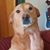 Carol Armstrong-Iovanovici's profile image
