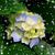 Carmelita Flores's profile image