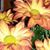 Brenda Stevens's profile image