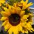 Viola Garcia's profile image
