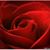 Amy King's profile image