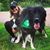 Jillian Cutshaw-Gustafson's profile image