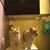 Susan Groshong's profile image