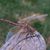 Sandy Newton's profile image
