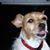 Regis Paul Thomas's profile image