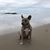 Tara Nicholle Whalen's profile image