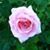 Rose Montoya's profile image