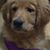 Richard Grondin's profile image