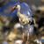 Tricia Pleu's profile image