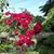 Deborah Gammon's profile image