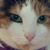 Lisa Critzer's profile image