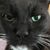 Tamie Veith's profile image