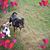 Betty Roraback Chase Coffey's profile image