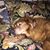 Allen Hecht's profile image