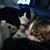 Ilene Rubin's profile image