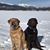 Amy Meyer Smith's profile image