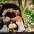Sue Dove Vialpando Kutcher's profile image