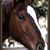 Wendy Wendt's profile image